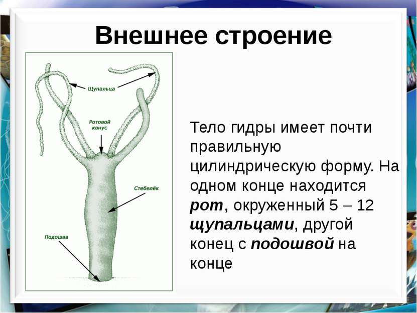 Аналог гидры